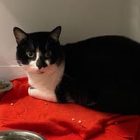 zouzou, chat à adopter