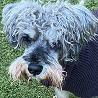 KENZO, chien à adopter