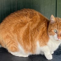 CLEMENTINE (réservée), chatte à adopter