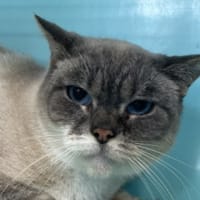 SOFA, chat à adopter