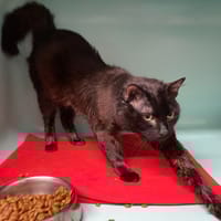 DUSTIN, chat à adopter