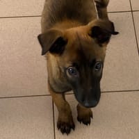 EDDY, chien à adopter