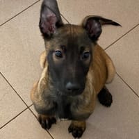 GENNY, chienne à adopter