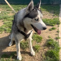 VASKO PAA24137, chien à adopter