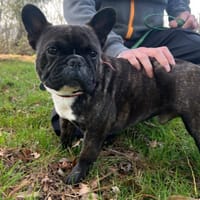 OAA 19955 UPABLO, chien à adopter