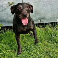 OLIVE, chienne à adopter