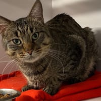 LUCAS, chat à adopter