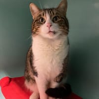 MIKE, chat à adopter