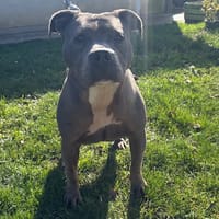 RITA PAA24136, chienne à adopter