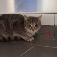 Oji, chat à adopter