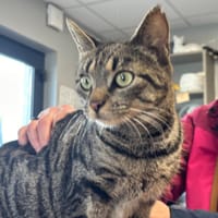 MINETTE, chatte à adopter