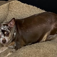 PRISKA, chienne à adopter