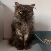 TYGROU, chat à adopter