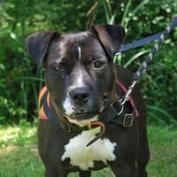 TONIE, chienne à adopter