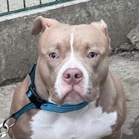 NAMRA, chienne à adopter