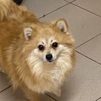 TINA, chienne à adopter