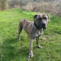 SIA OAA19954, chienne à adopter