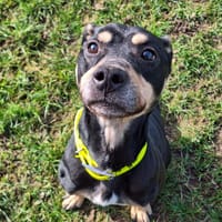 ROX, chien à adopter