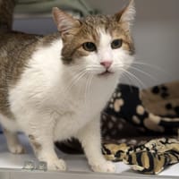 BILLY, chat à adopter