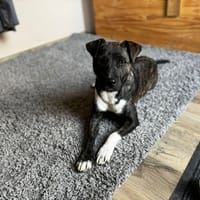 BERTILLE, chienne à adopter