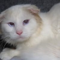 HERCULE, chat à adopter
