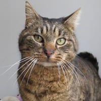 NOÉ, chat à adopter