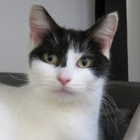 MIA, chatte à adopter