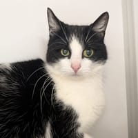 MOWACK, chatte à adopter