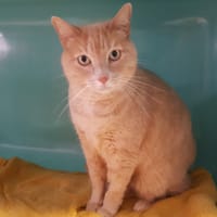 CESAR, chat à adopter