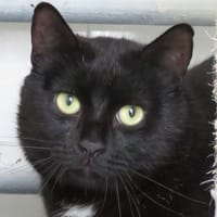 TRISTAN, chat à adopter