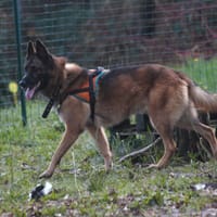 Tirex, chien à adopter