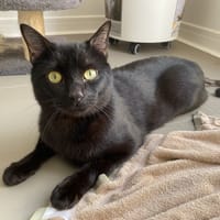 BLACK-PEARL, chat à adopter
