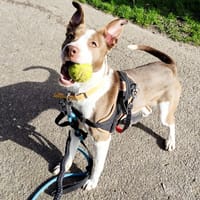 VOLGA PAA24120, chienne à adopter