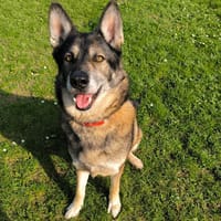 Cody PAA24093, chien à adopter