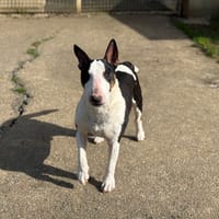 PITT VAA, chien à adopter