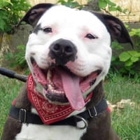 BIP BIP, chien à adopter