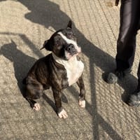 ZERA VAA, chien à adopter