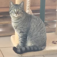 Méo, chat à adopter