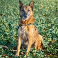 IAXON HAA23838, chien à adopter