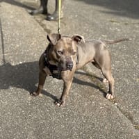 MUESLI VAA, chienne à adopter