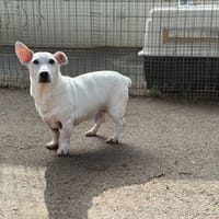 BOOKY VAA, chien à adopter