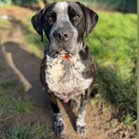 AIKO HAA24449, chien à adopter