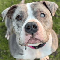 Sadie, female dog to adopt