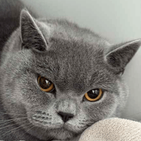 Simon and Mimi, cat to adopt