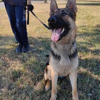 MAIRA, chienne à adopter