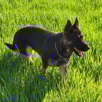 OSIRIS, chienne à adopter