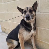 ARI (Maria), chienne à adopter