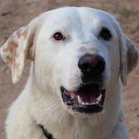 CRISTAL (Maria), chienne à adopter