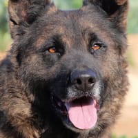 GLORIA (Maria), chienne à adopter