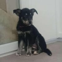 AURA, chien à adopter